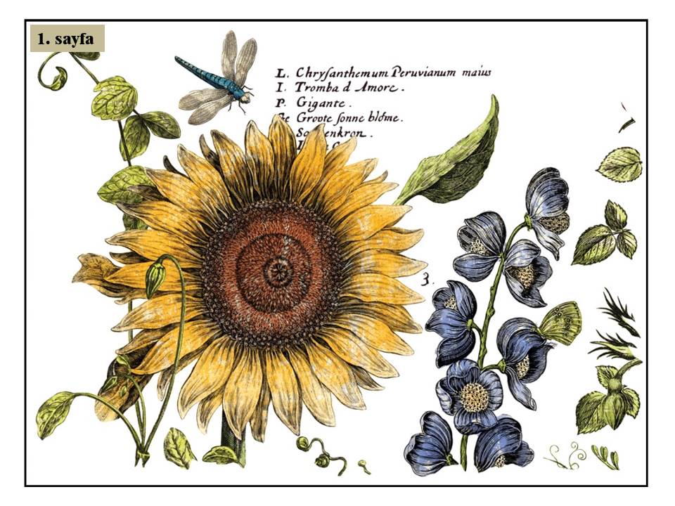 Botanists Journal Transfer Pad 30x40cm (4 sayfa)