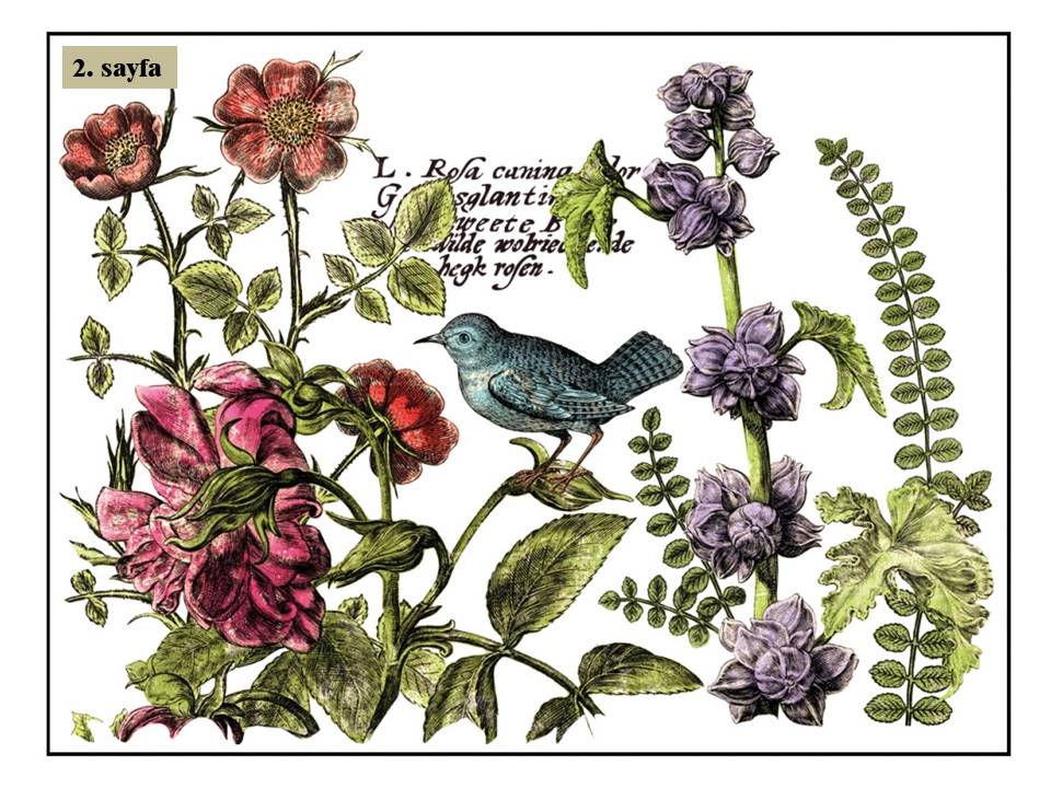 Botanists Journal Transfer Pad 30x40cm (4 sayfa)