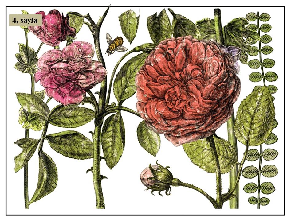 Botanists Journal Transfer Pad 30x40cm (4 sayfa)