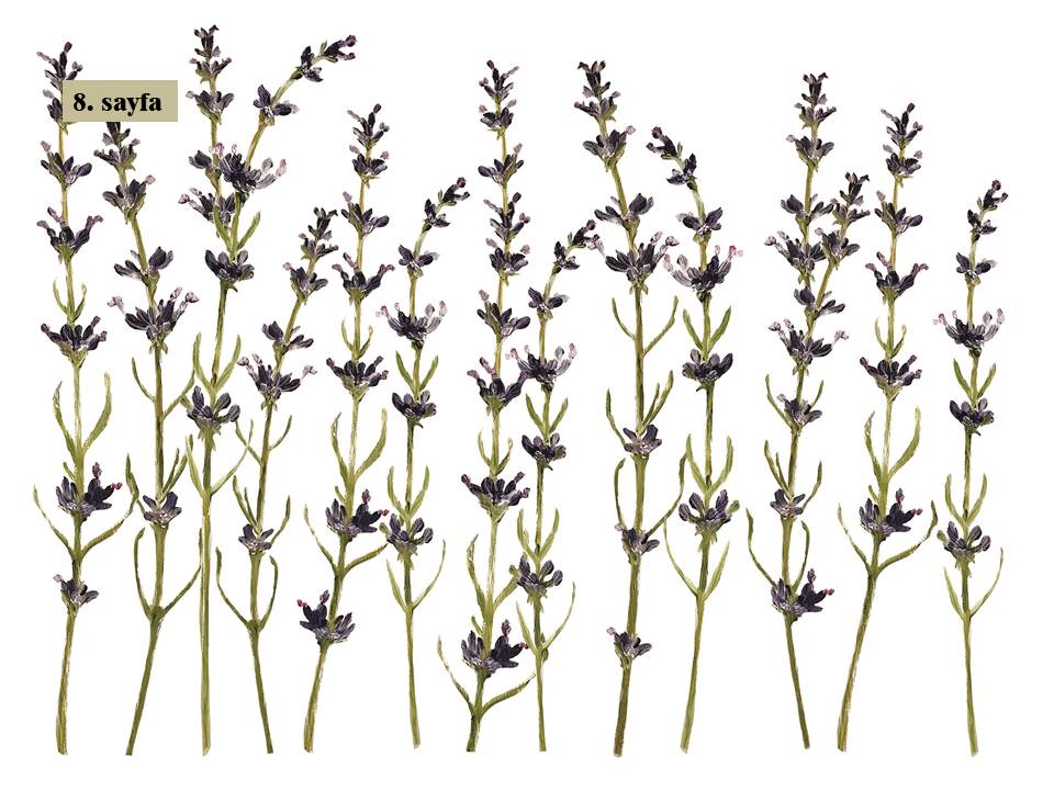 Painterly Flowers Transfer Pad 30x40cm (8 sayfa)