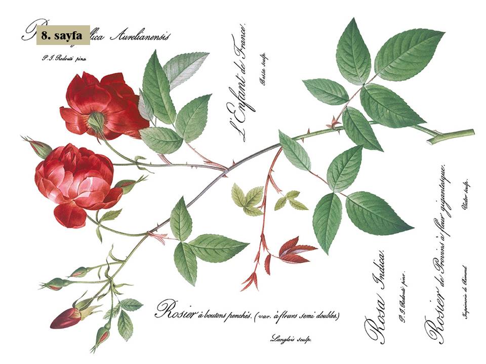 Redoute II Decor Transfer Pad 40x30cm (8 sayfa)